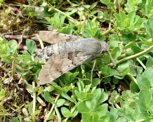 hummingbird hawkmoth